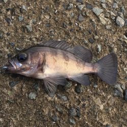 雨のあとの夕まずめ